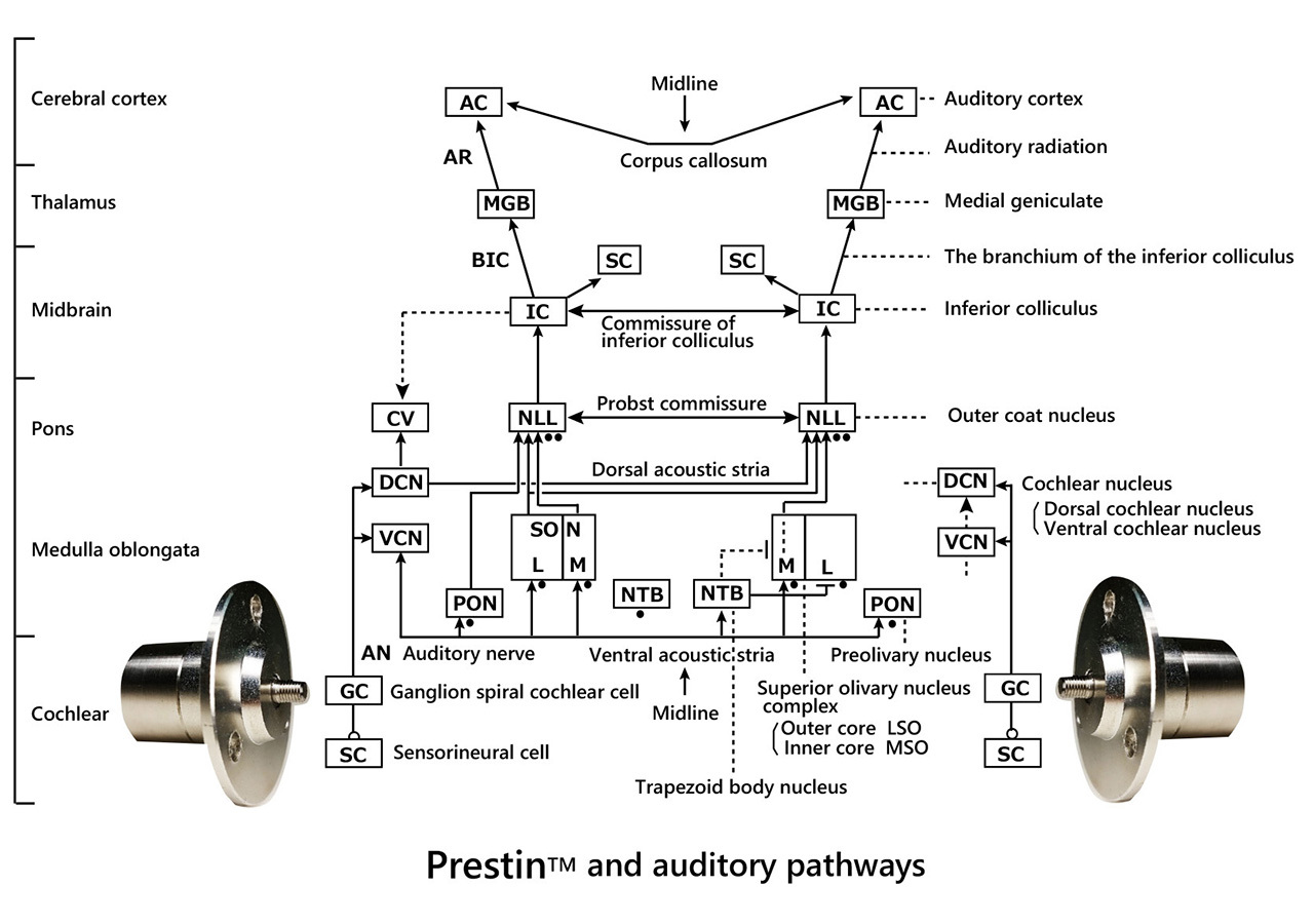 プレスチンと聴覚経路の図